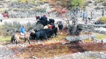 Imagen de Ganaderos de Neuquén pierden un 30% por no vender vacas improductivas