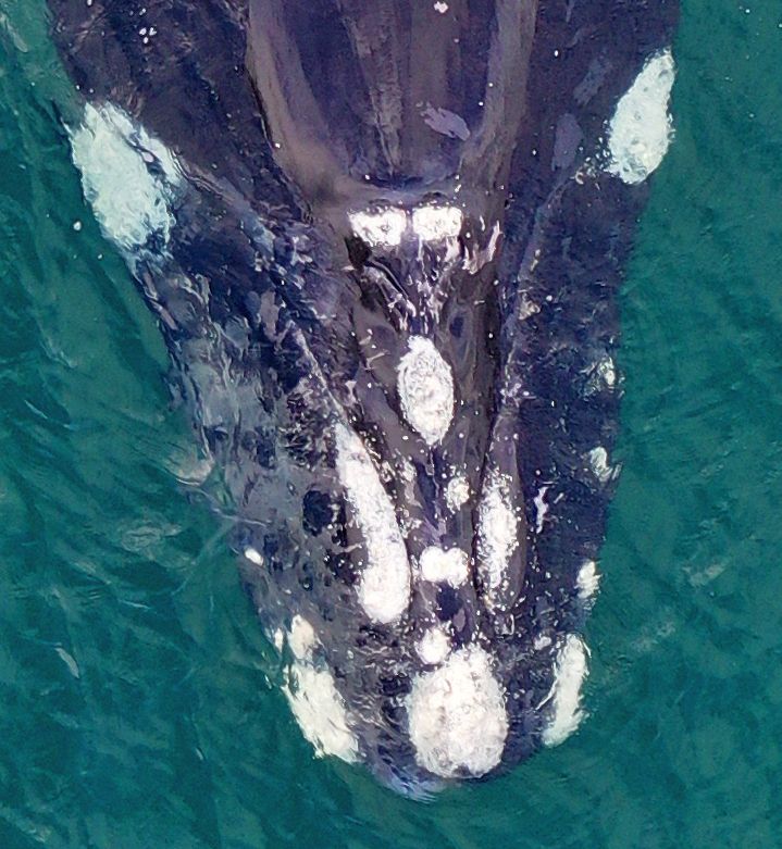 El catálogo de las ballenas del Golfo San Matías servirá para seguir sus  migraciones en el océano Atlántico