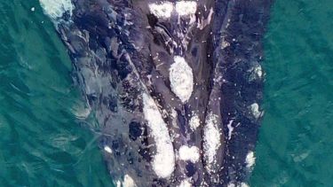 El catálogo de las ballenas del Golfo San Matías servirá para seguir sus  migraciones en el océano Atlántico