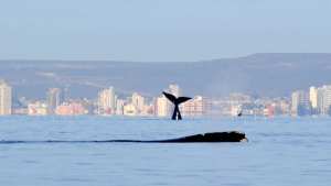 Buen balance del feriado XXL en Puerto Madryn: hubo picos del 70% de ocupación