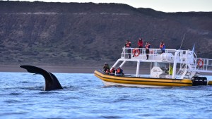 Temporada de ballenas en Puerto Pirámides: cuánto sale ir a verlas en vacaciones de invierno