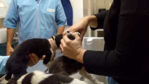 El quirófano móvil para mascotas estará cinco días en Chacra Monte