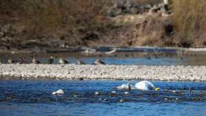 Contaminación del río Negro: denuncian que el oficialismo «bloquea» un proyecto en la Legislatura