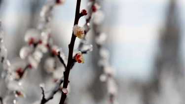 Declaran la emergencia agropecuaria en Río Negro. 