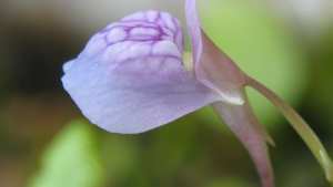 Plantas carnívoras: la pequeña y letal utricularia, la favorita de Darwin