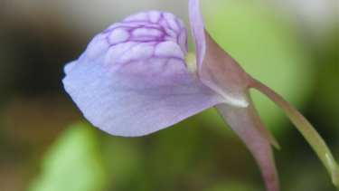 Plantas carnívoras: la pequeña y letal utricularia, la favorita de Darwin