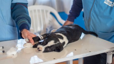 La vacunación para animales de compañía se realizará en el Centro Comunitario.