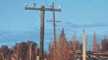 Los puestos están a unos 400 metros del tendido eléctrico y desde hace años reclaman una solución. Foto Andrés Maripe.