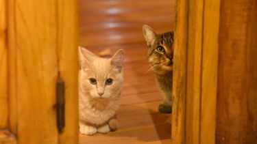 ¿Adentro o afuera? No olvides que tus mascotas también sufren del frío. Foto: Florencia Salto.-