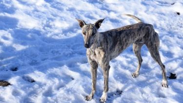 La llegada de la nieve alegra tanto a residentes de la zona cordillerana como a las mascotas, que disfrutan de jugar. Foto: Florencia Salto.-