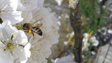 La tarea de las abejas genera una mejor calidad y cantidad de frutas. (foto: gentileza)