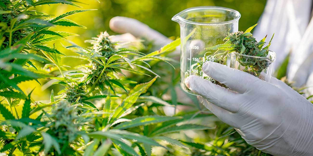 Hay una ley nacional que regula la investigación médica y científica del uso medicinal de la planta cannabis y sus derivados.
