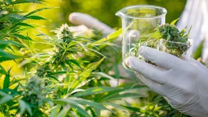 Seis empresas comercializarán cannabis legal, una es de Chubut