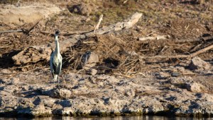Los peces y aves del río Negro están en riesgo por el bajo caudal