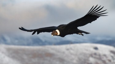 La liberación de cóndores es un espectáculo imperdible, pero durante el año pasado no pudo realizarse. Para este 2021 esperan el retorno, aunque sin asistentes.Foto Facundo Vital/Naturaleza Sur