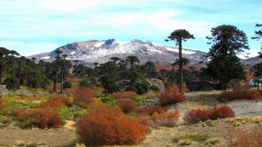 EL Volcán Copahue es considerado el más activo del país. Foto: Gentileza