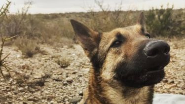 "Roma" huyó el martes desde Plaza Huincul (Foto: gentileza)
