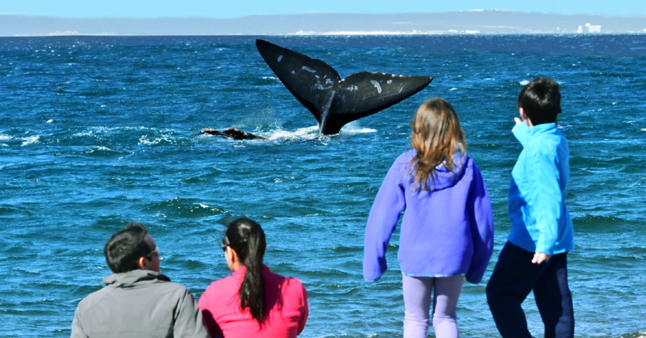Maravilla. Las ballenas muy cerca de la costa en El Doradillo, a 18 km de Puerto Madryn, Chubut.