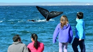 El Doradillo, la playa donde las ballenas avistan a la gente a 15 km de Puerto Madryn