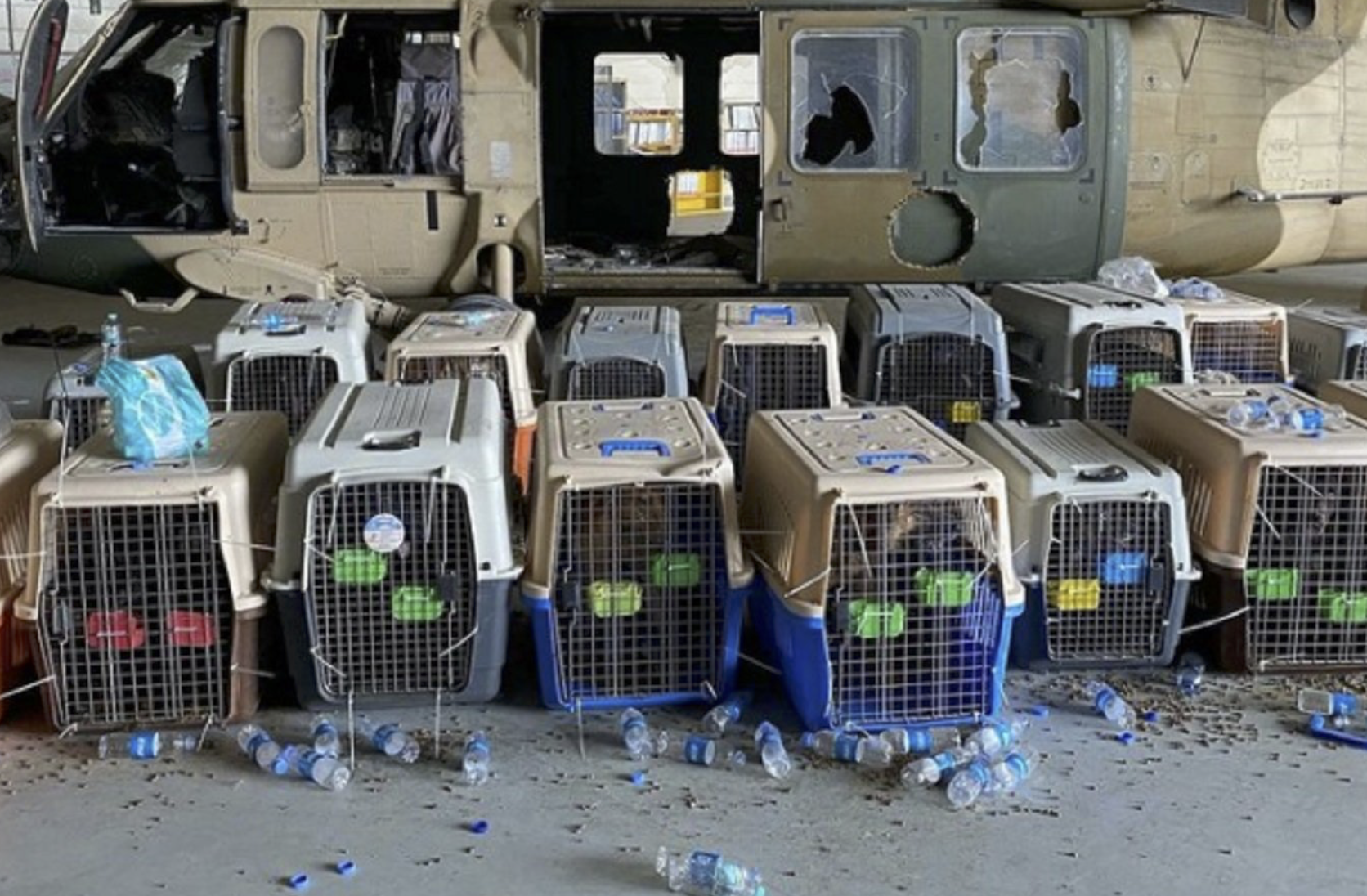 Decenas de jaulas con perros abandonados en el aeropuerto de Kabul, que pertenecerían a los servicios estadounidenses, según denunció el escritor y periodista español Arturo Pérez Reverte. 