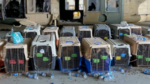 Denuncian que EE.UU. abandonó a sus perros de servicio en el aeropuerto de Kabul
