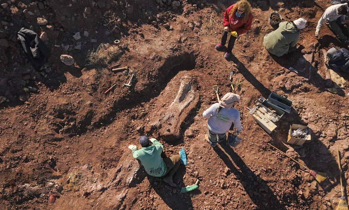 Corresponde a un saurópodo herbívoro y fue encontrado a pocos metros de la ruta a Bariloche (Neuquéntur)