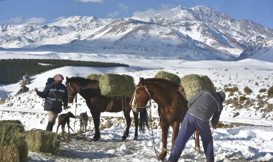 Eliseo y Ceferino en plena carga de los fardos en los caballos para llevarlos hasta el puesto de invernada en el norte neuquino. Foto: Martín Muñoz. 