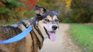 Cómo hacer del paseo un momento placentero