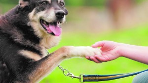 La conducta de los perros: métodos y aprendizaje