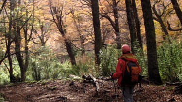 El Parque central tiene respaldo por ley y se pretende crear en tierras del Estado nacional en Bariloche. Foto: Municipalidad