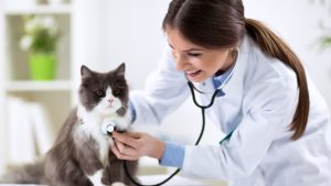 Día del Veterinario: agentes esenciales para la salud de los animales, pero también de los humanos