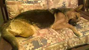 La ovejera era más que la fiel compañera de Beatriz, pero ahora nadie sabe de ella. (Gentileza).-