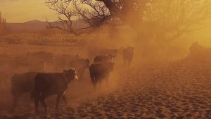 Proponen «cosechar agua de lluvia» y guardarla para el verano en Neuquén