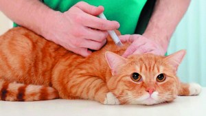 Mascotas vacunadas: por qué es tan importante