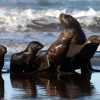 Imagen de Corredor de los cinco grandes: Río Negro impulsa un área protegida para las especies del Golfo San Matías