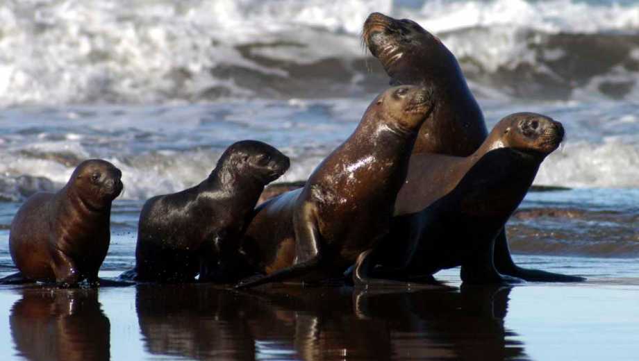 Punta Bermeja cuenta con más de cuatro mil lobos marinos de uno y dos pelos, siendo una de las reservas más importantes de este ejemplar en el norte patagónico. Foto: Marcelo Ochoa