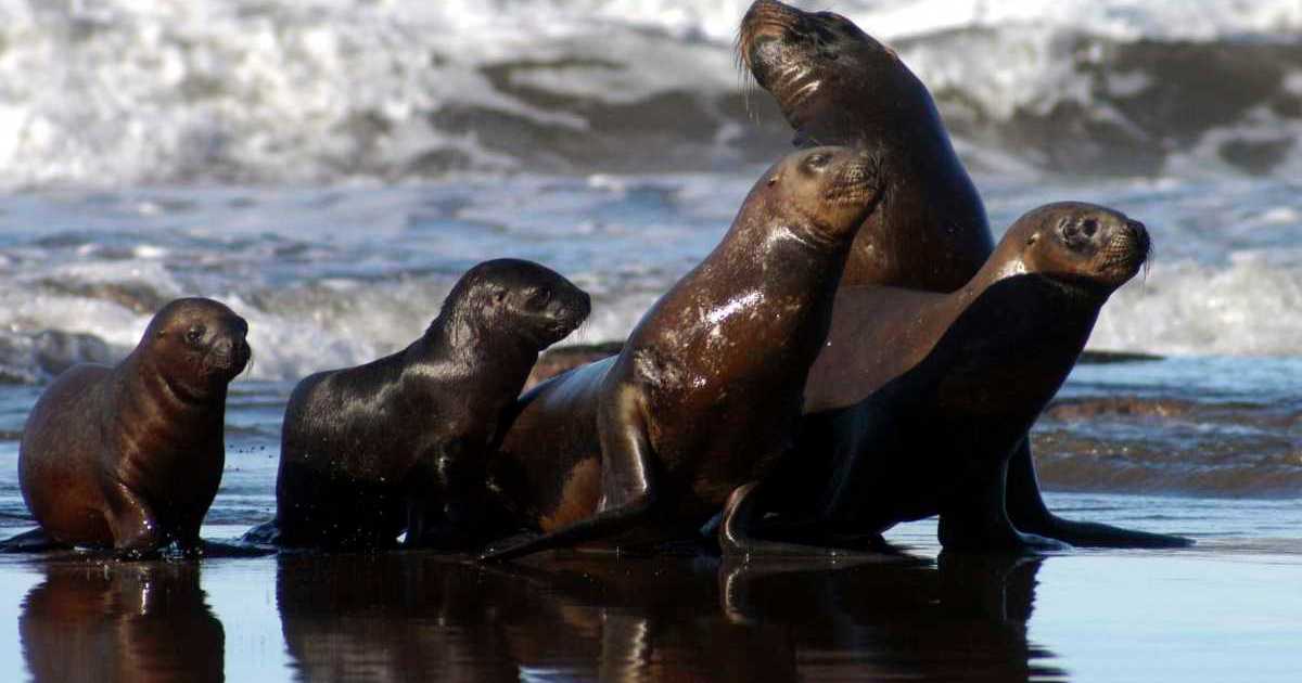 Río Negro impulsa área protegida en el Golfo San Matías para conservar especies marinas