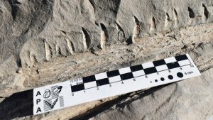 Descubren restos fósiles de un reptil marino a pocos kilómetros de El Huecú