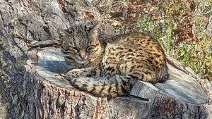 Recorrían la zona de la ocupación en la ladera del cerro Otto y encontraron un gato montés