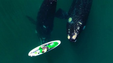 «No sentí miedo, sentí que querían jugar”: Analía y la ballena que empujó su tabla de SUP en Puerto Madryn