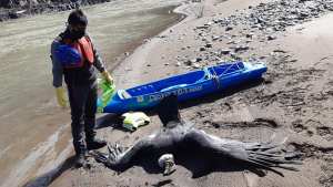 «Verlos así duele mucho”, el relato del guardafauna que halló a los cóndores envenenados en el norte neuquino