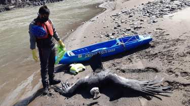 «Verlos así duele mucho”, el relato del guardafauna que halló a los cóndores envenenados en el norte neuquino
