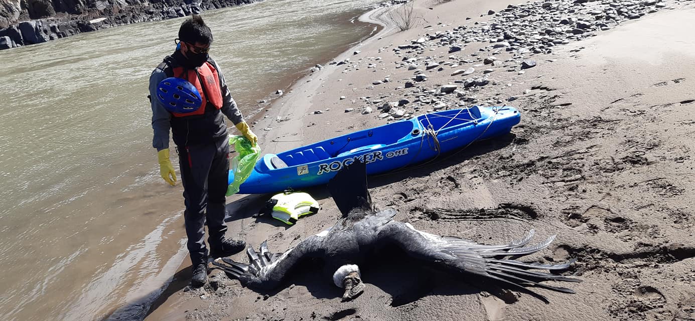 Pura tristeza. Martín Muñoz a orillas del río Neuquén junto a uno de los cóndores que murieron tras ingerir cebos tóxicos. 