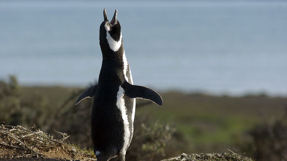 La reserva tiene una superficie de 210 hectáreas que llega a ser la más poblada del continente con más de un millón de pingüinos. Foto: Télam.