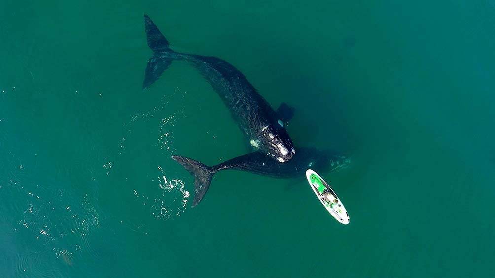 La primera vez. Encuentro de Analía con ballenas en la costa de Madryn el 31 de agosto. Esta semana volvió a suceder. Foto: Maxi Jonas.