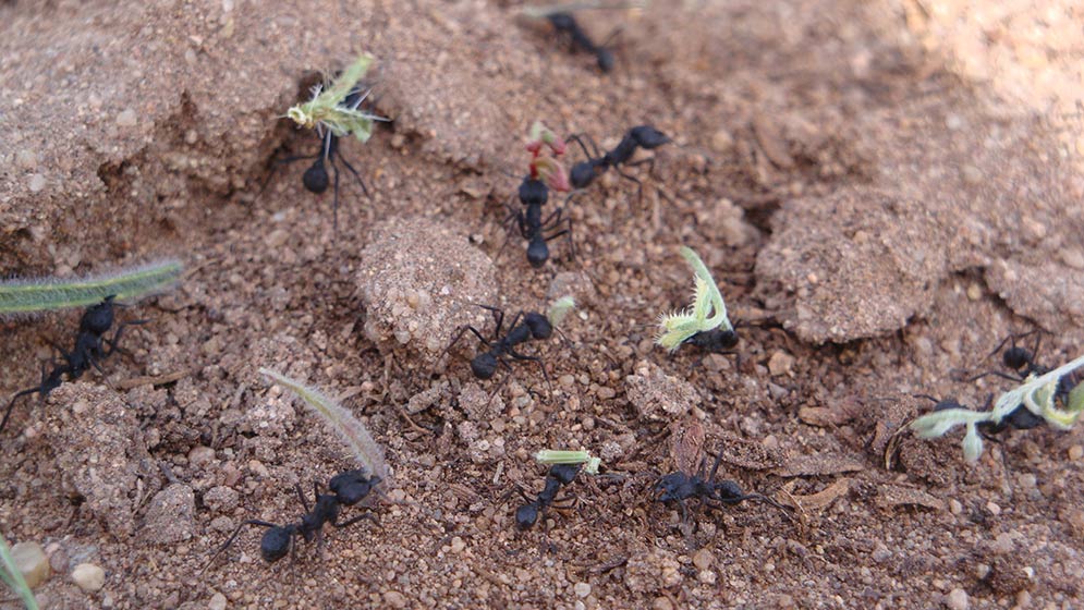 Hormigas cortadoras de hojas. Usan las hojas para cultivar un hongo que les sirve para alimentar a las larvas