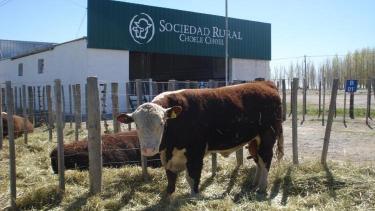 Mañana comienza la Expo Rural en Choele Choel. Foto: archivo 