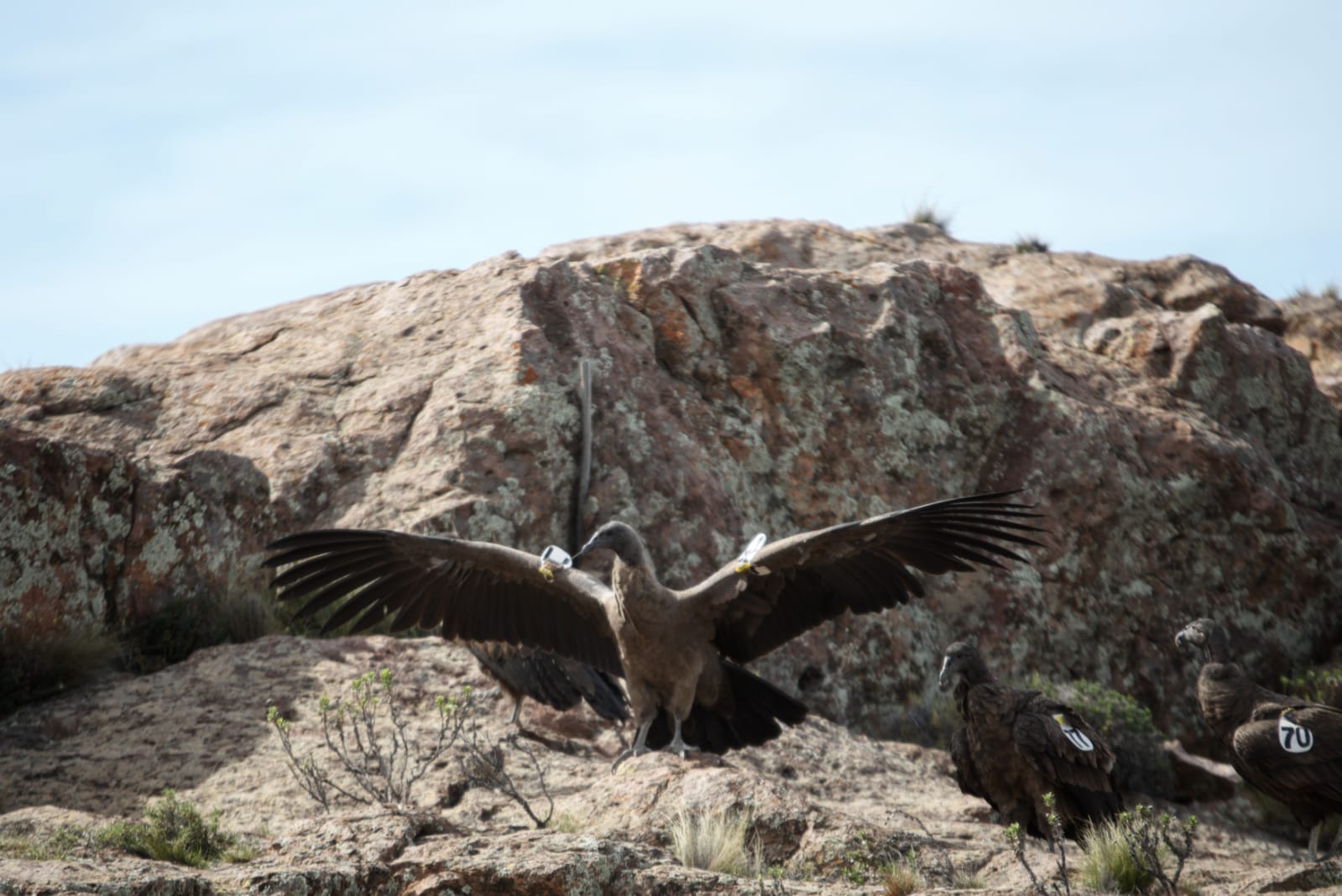 A volar. Uno de los 7 ejemplares que se liberaron en Sierras Paileman, Río Negro.