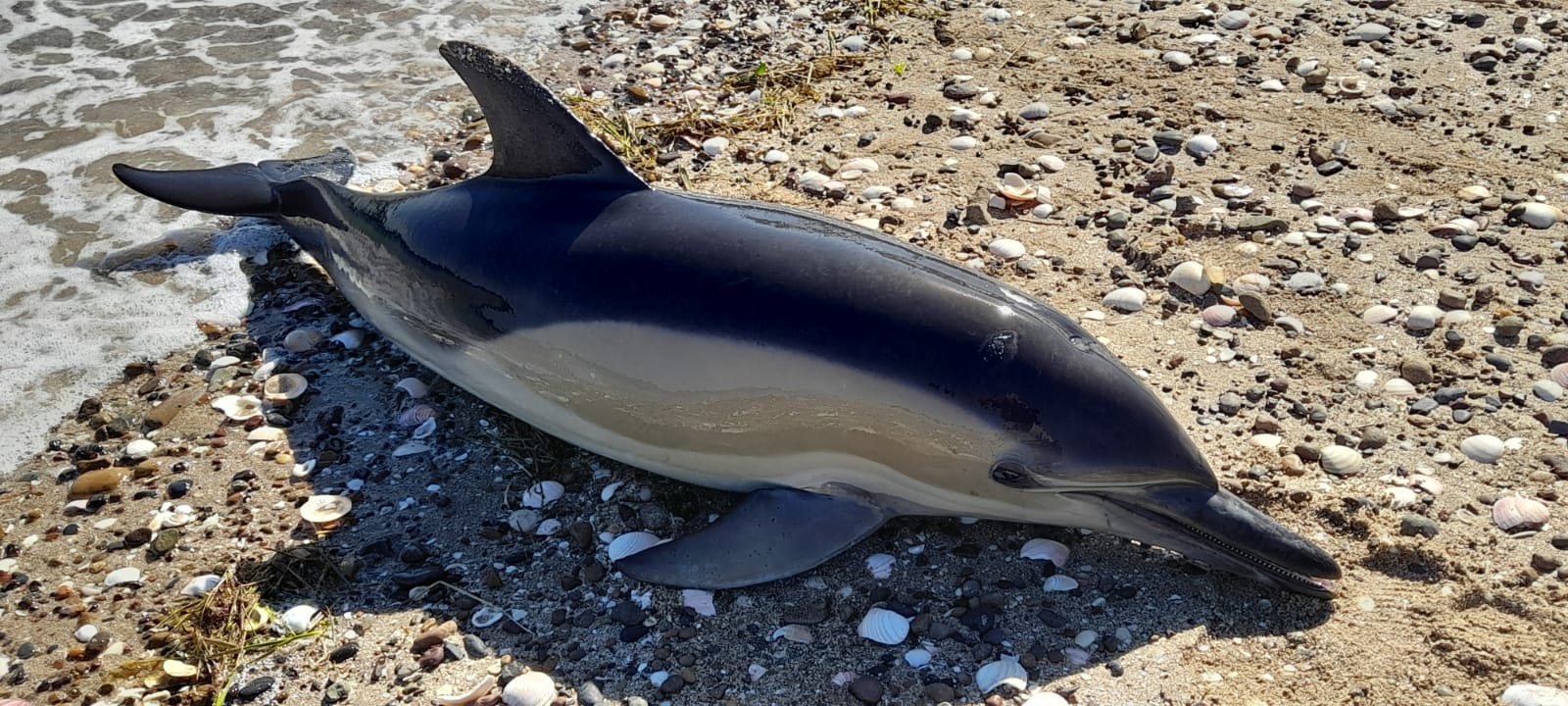 La aparición de los delfines muertos en la costa generó gran conmoción. Fotos: Lorena Venglisky