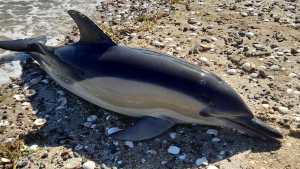 Ya son 17 los delfines muertos en el Puerto San Antonio Este: los atacó una familia de orcas
